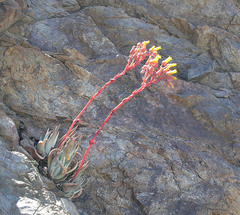 Dudleya saxosa collomiae