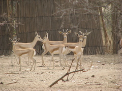 Gazella dorcas