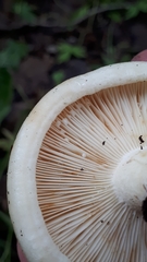Lactifluus glaucescens