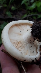 Lactifluus glaucescens
