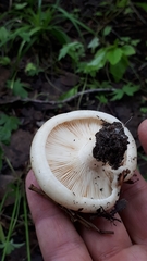 Lactifluus glaucescens
