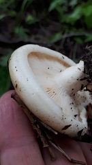 Lactifluus glaucescens