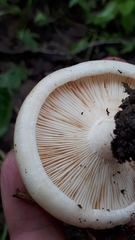 Lactifluus glaucescens