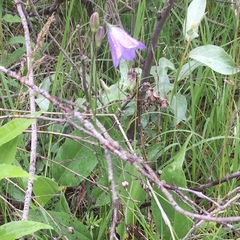 Campanula petiolata