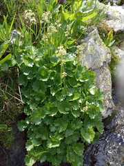 Micranthes nelsoniana aestivalis