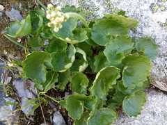 Micranthes nelsoniana aestivalis