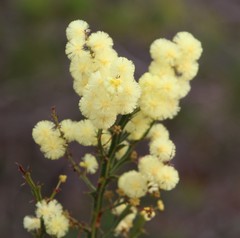 Acacia alata