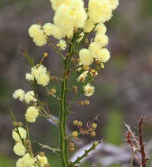 Acacia alata