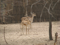 Gazella dorcas