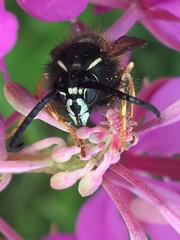 Dolichovespula albida