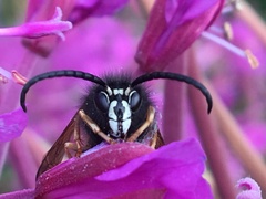 Dolichovespula albida