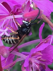 Dolichovespula albida
