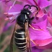 Arctic Aerial Yellowjacket - Photo (c) rsealy, some rights reserved (CC BY-NC)