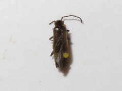 Malthodes marginatus