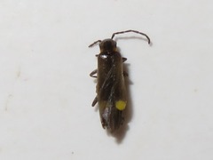 Malthodes marginatus