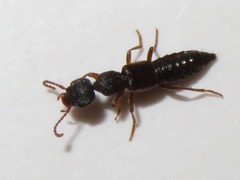 Rugilus rufipes