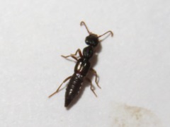 Rugilus rufipes