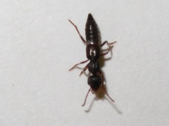 Rugilus rufipes
