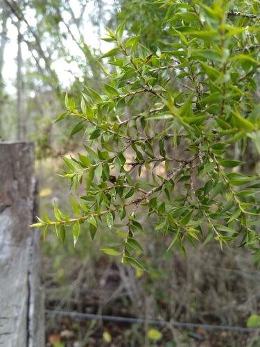 Melaleuca styphelioides