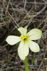Moraea bulbillifera