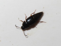 Tachinus rufipes