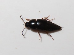Tachinus rufipes