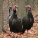 Wild Turkey - Photo (c) Per Verdonk, some rights reserved (CC BY-NC)