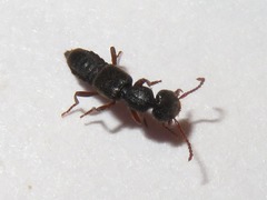 Rugilus rufipes