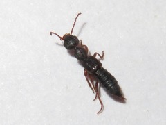 Rugilus rufipes