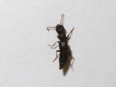 Rugilus rufipes