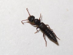Rugilus rufipes