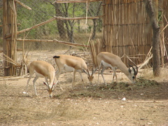 Gazella dorcas