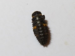 Hippodamia variegata