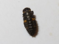 Hippodamia variegata