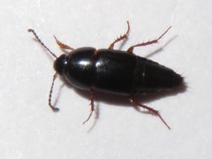 Tachinus rufipes