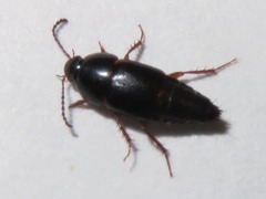 Tachinus rufipes