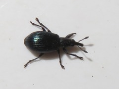 Perapion violaceum