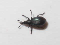 Perapion violaceum