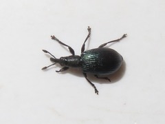 Perapion violaceum