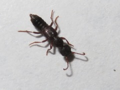 Rugilus rufipes