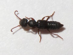 Rugilus rufipes