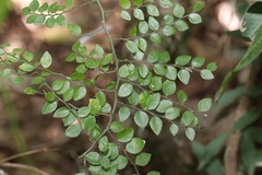 Capparis sarmentosa