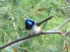 Malurus cyaneus cyanochlamys