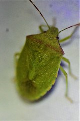 Thyanta custator custator