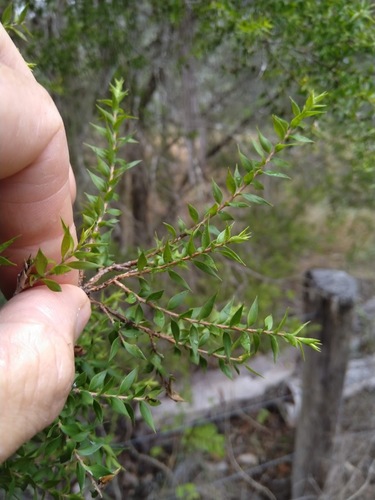 Melaleuca styphelioides