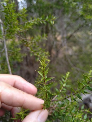 Melaleuca styphelioides