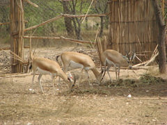 Gazella dorcas