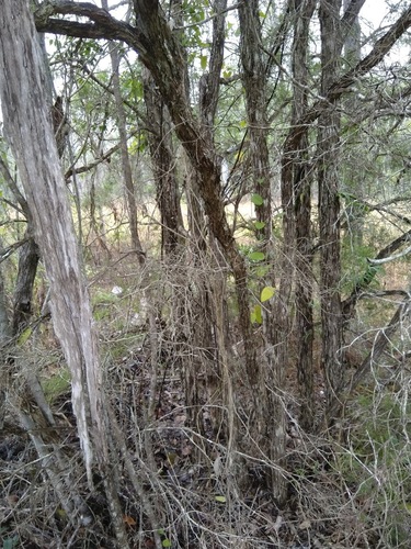 Melaleuca styphelioides