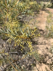 Acacia decora