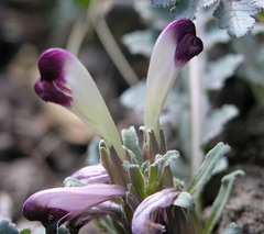 Pedicularis centranthera